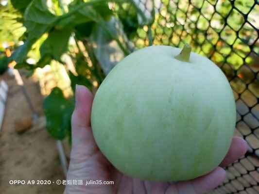 一顆「香瓜」換來一片寧靜：退休生活的3個療癒秘訣      圖/老嫗菜園