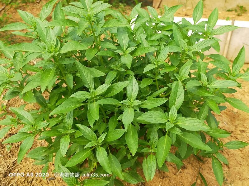 種「九層塔」不求人！3個簡單步驟讓你享受豐收樂趣 圖/老嫗菜園