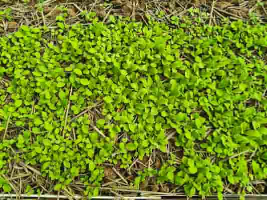 小白菜種植：新手必學 5 步驟，從種子到餐桌全揭秘  圖/老嫗的菜園