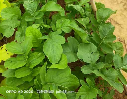 2月小農筆記：5個菜園春日練習，陪伴你慢慢播種發芽   圖/老嫗的菜園