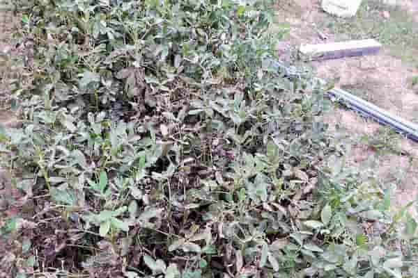 花生種植教學：5 招簡單技巧，讓新手輕鬆當快樂農夫    圖/老嫗的菜園