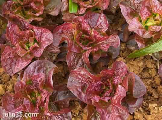 三月種菜推薦：6種快速收成葉菜，新手陽台必看   圖/老嫗的菜園