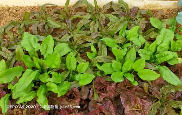 新手1 月必種什麼？5 種耐寒蔬菜，保證開春收成！  圖/老嫗的菜園