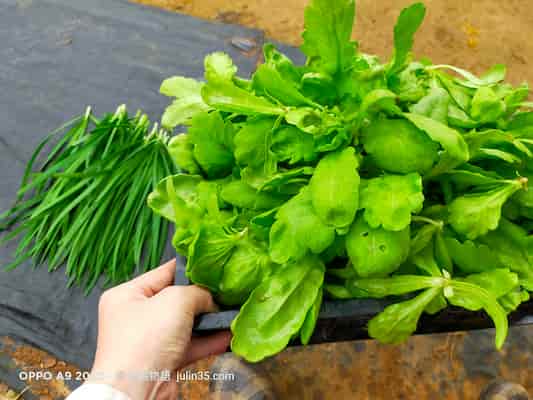 7 個療癒生活提案：從菜園出發，開啟2026慢生活練習      圖/老嫗的菜園