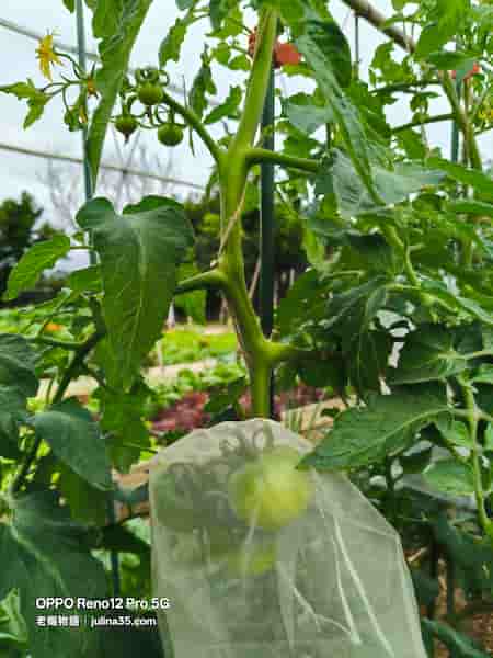 2026早春農業：氣候升溫下 5種提早進入黃金期的作物      圖/老嫗的菜園