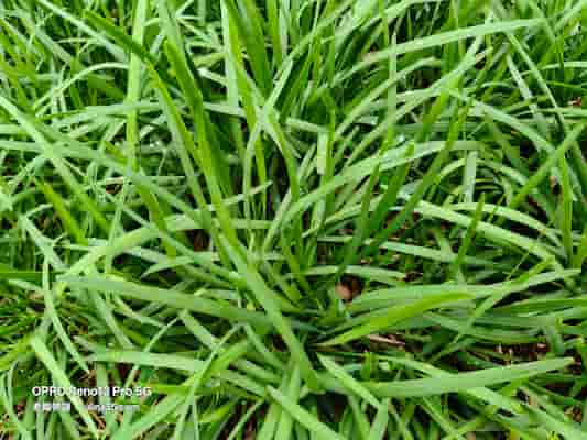 韭菜再生秘密：3 招讓你無限收穫，菜園豐收不停    圖/老嫗的菜園