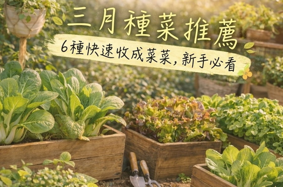 三月種菜推薦：6種快速收成葉菜，新手陽台必看 圖/AI