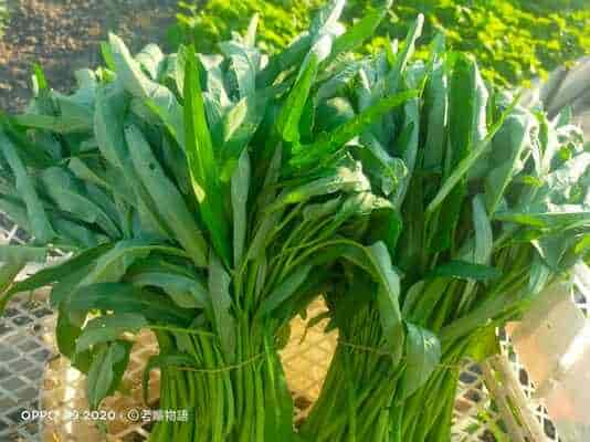 空心菜種植教學:3 個關鍵技巧,讓新手變身種植達人 圖/AI