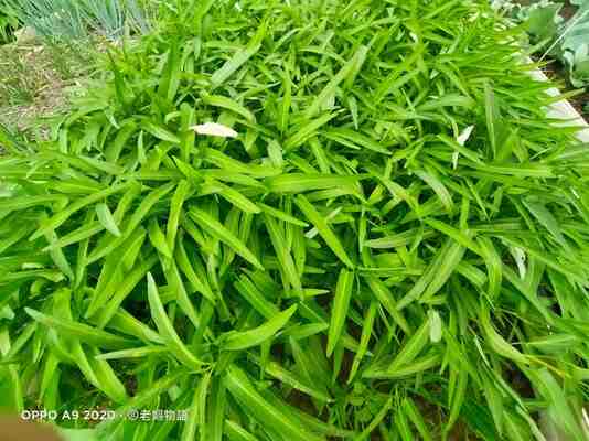 種植水蕹菜的3個技巧，讓你從新手變達人