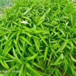 從新手到達人！3個種植「空心菜」的關鍵技巧 圖/老嫗物語