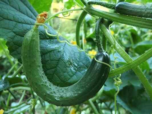 如何提高小黃瓜產量?老嫗不藏私的5大秘訣! 圖/cucumber