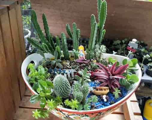 3月生活提案：1盆植物帶來的 3個陪伴意義，療癒身心  圖片/老嫗的菜園