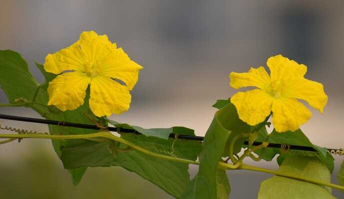 老嫗種菜不藏私!3個「絲瓜」爆產關鍵技巧! 圖/pair