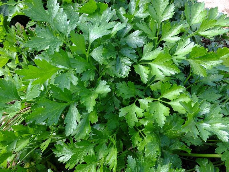 初學者必看：如何在家中種出茂盛的「香菜」圖/parsley