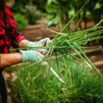 如何在家「蔥」？3個步驟教你輕鬆入門 圖/pexels