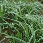 無限收穫：3個韭菜再生的秘密讓你菜園豐收不停 圖 /plant