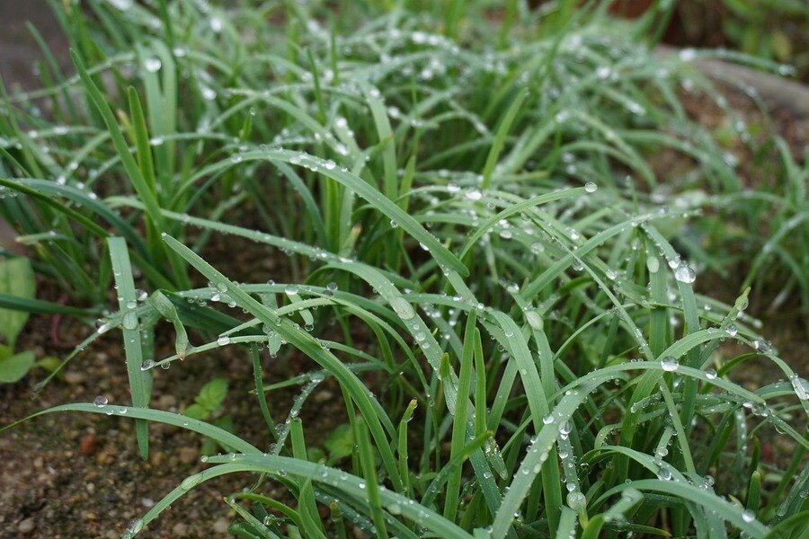 無限收穫：3個韭菜再生的秘密讓你菜園豐收不停 圖 /plant